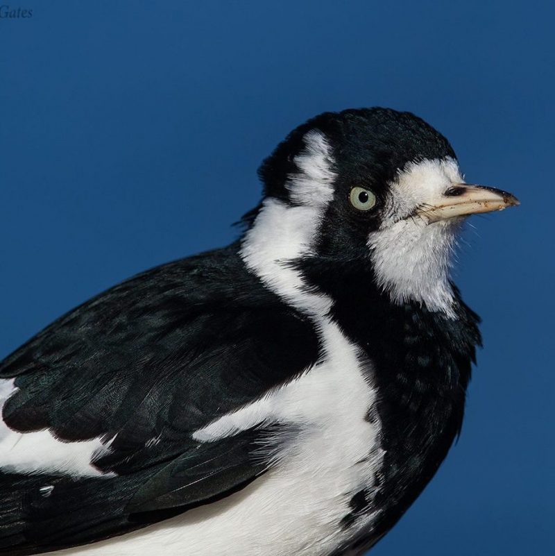 Bird Magpie Lark Barwon Bluff