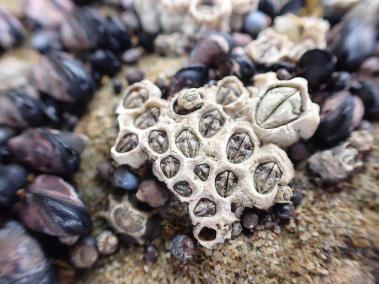 Arthropods – Honeycomb Barnacle – Barwon Bluff