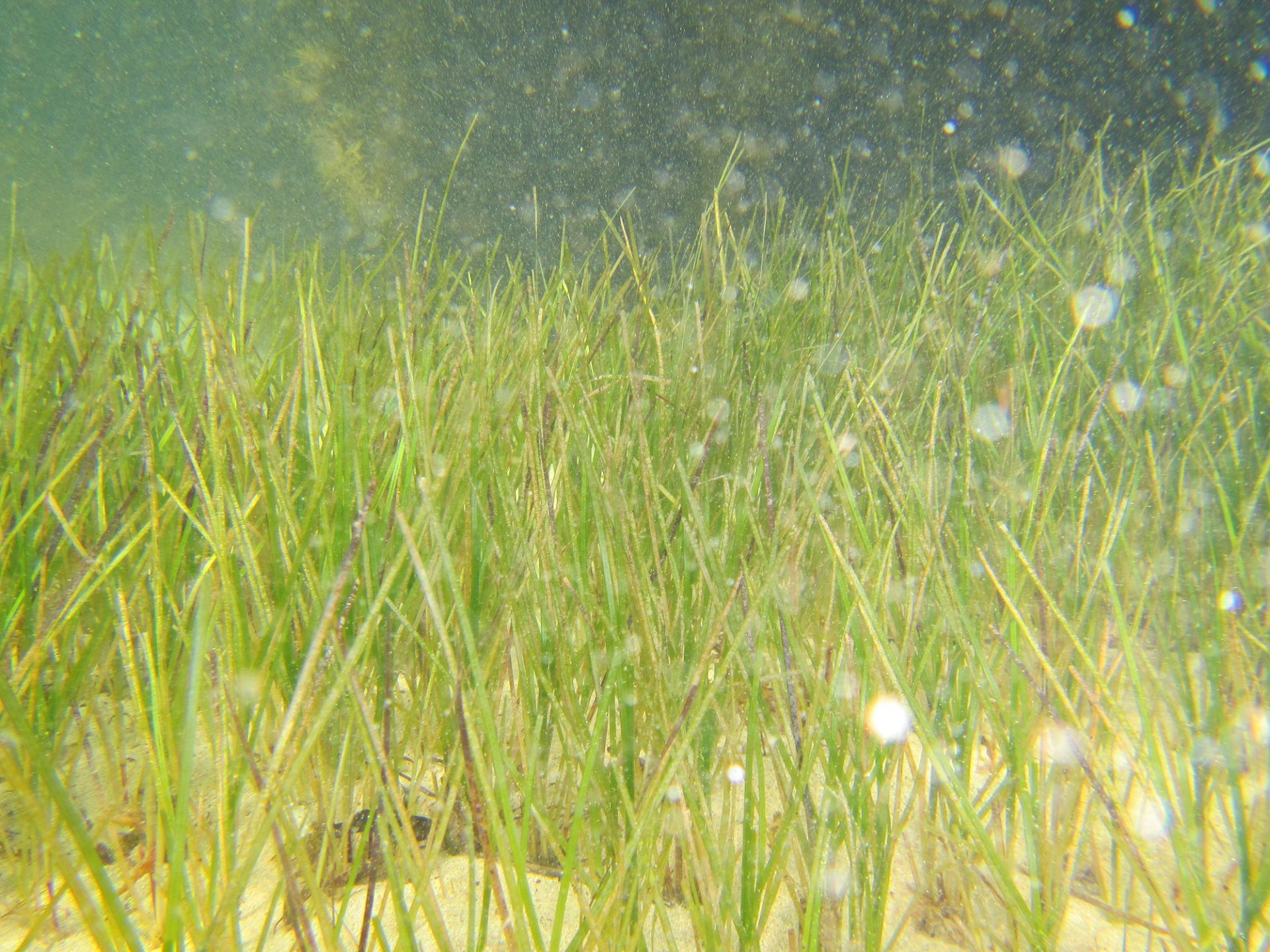 Plant – Short Seagrass – Barwon Bluff