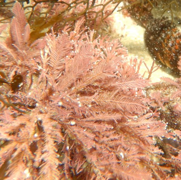 This image has an empty alt attribute; its file name is Tufted-Coralline-Algae-Mark-Rodrigue-4-edited.jpg