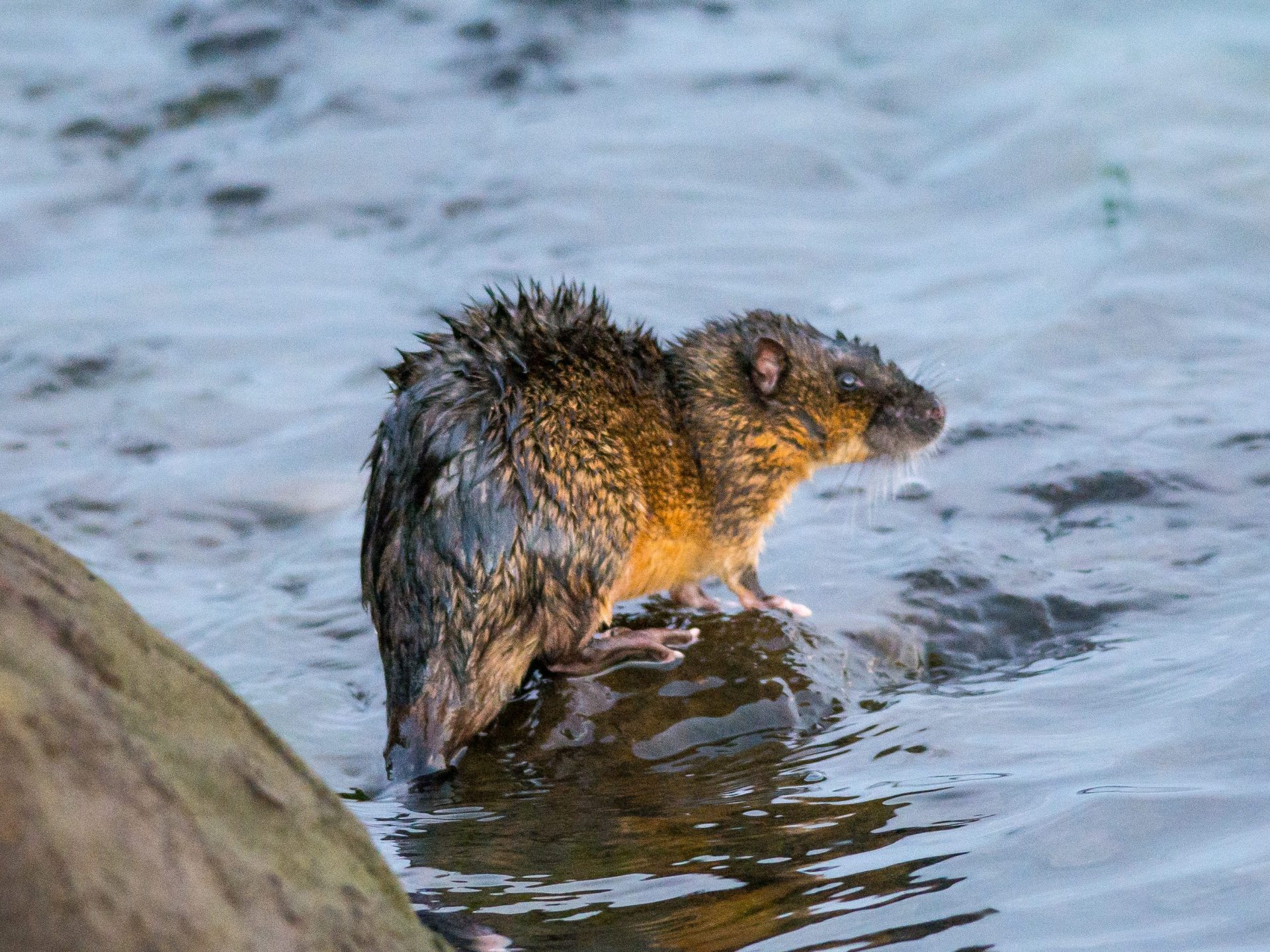 mammals-rakali-native-water-rat-barwon-bluff