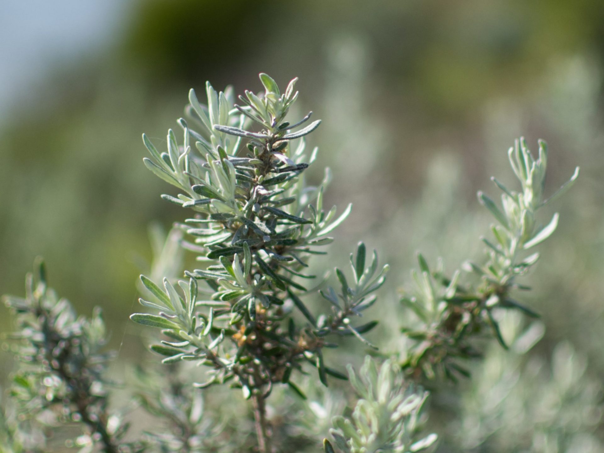 Plant – Coast Daisy-bush – Barwon Bluff