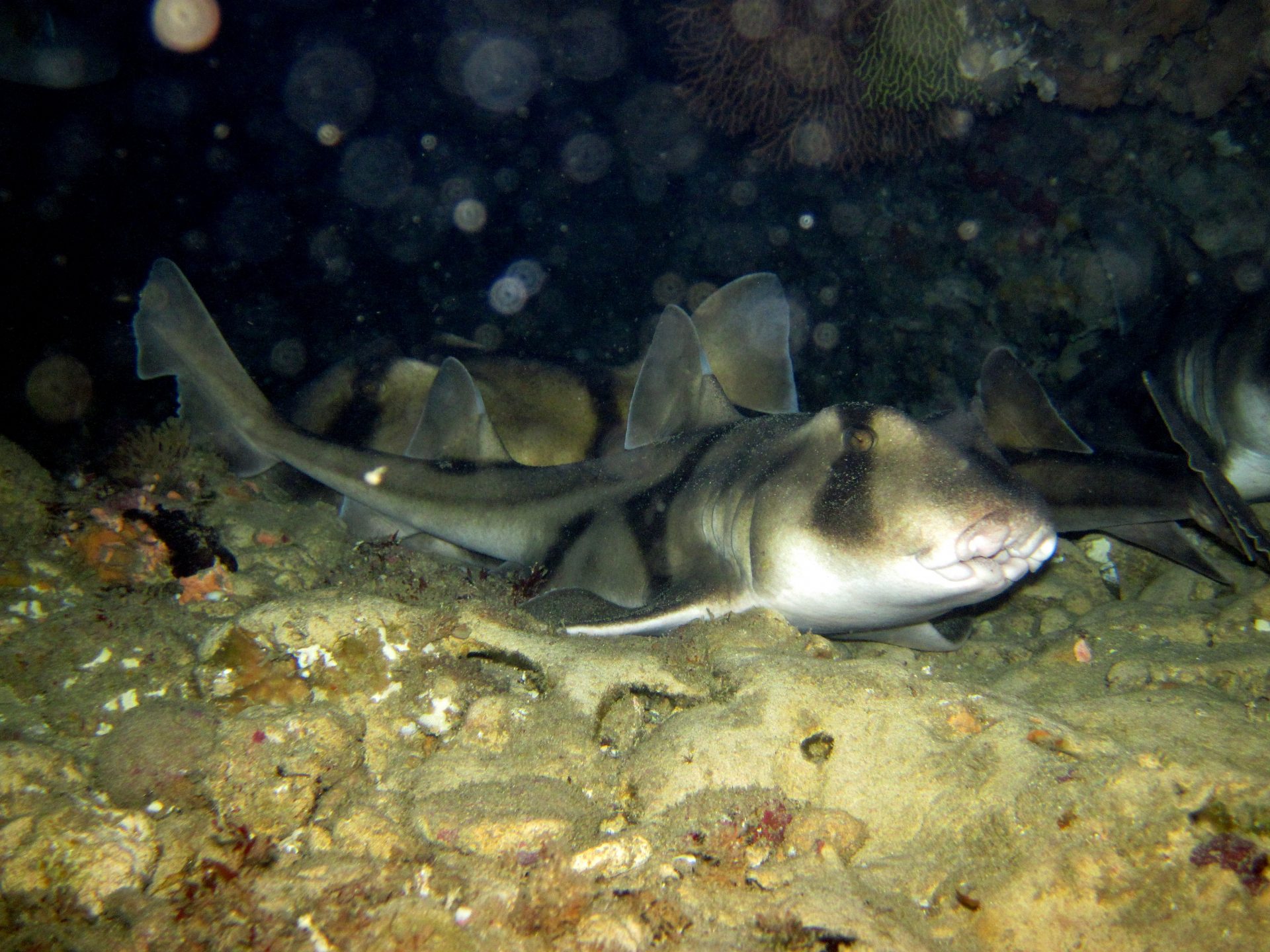 Fish – Port Jackson Shark – Barwon Bluff