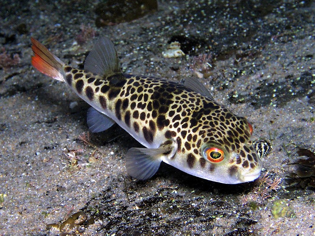 leopard toadfish