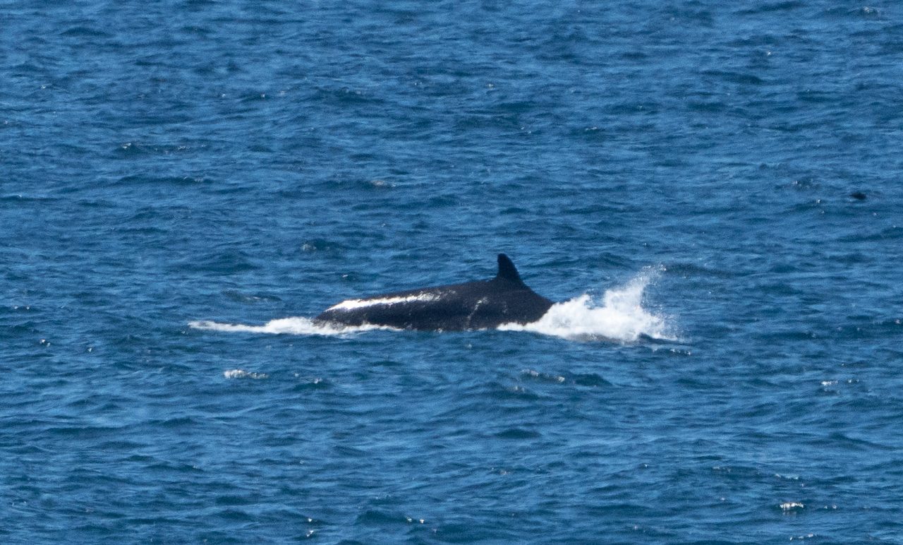 Mammals – False Killer Whale – Barwon Bluff