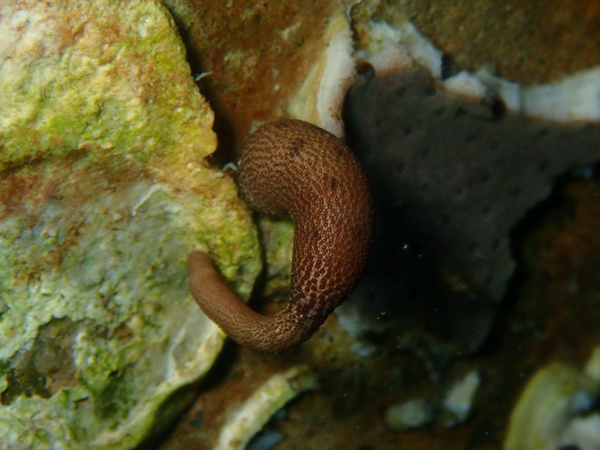 Worms – Peanut Worm – Barwon Bluff