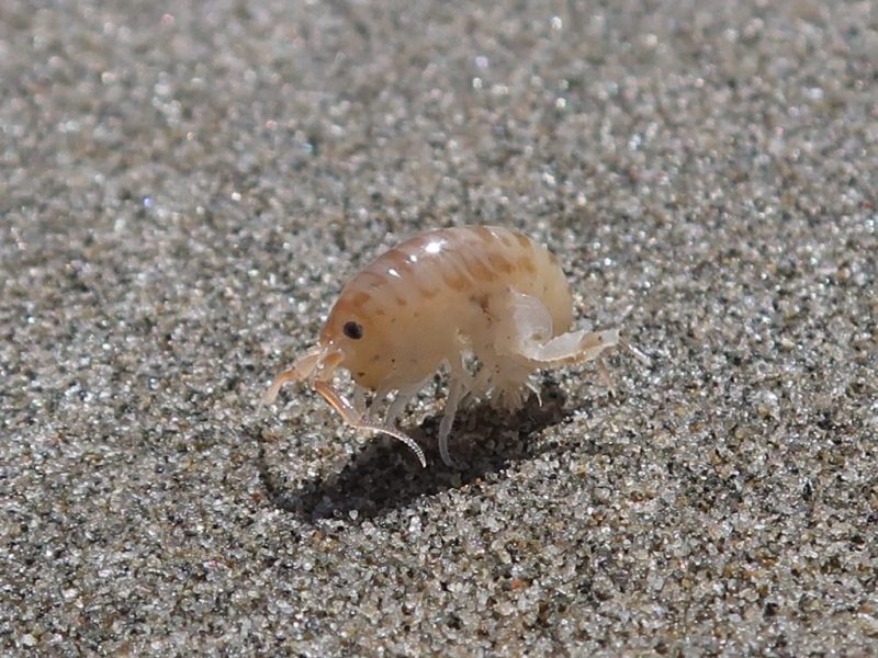 Arthropods – Sand Hoppers – Barwon Bluff