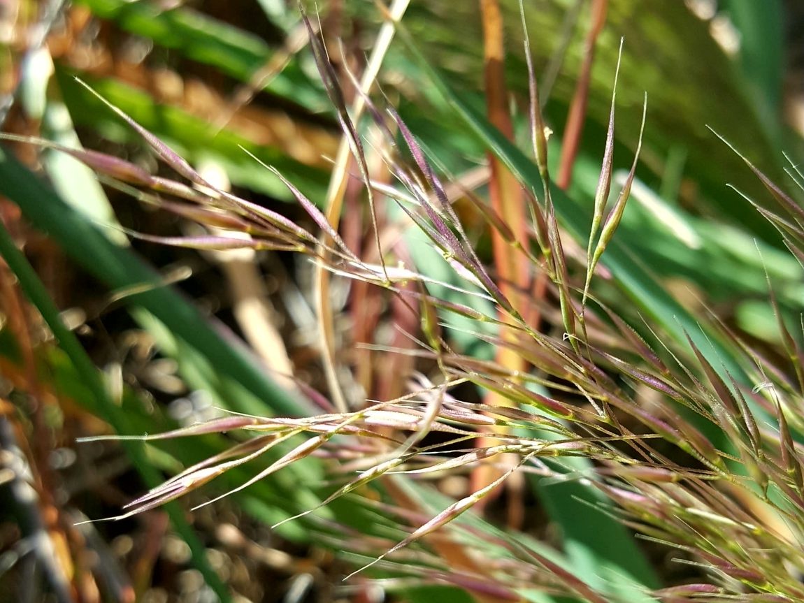 Plant – Coast Blown Grass – Barwon Bluff